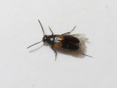 Anaspis fasciata