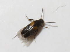 Anaspis fasciata