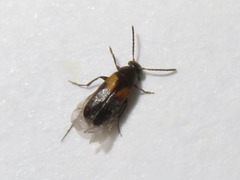 Anaspis fasciata