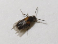 Anaspis fasciata
