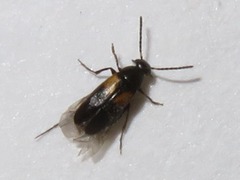 Anaspis fasciata