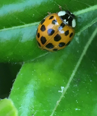 Harmonia axyridis