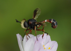 Physocephala vittata