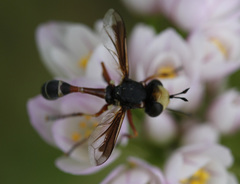 Physocephala vittata