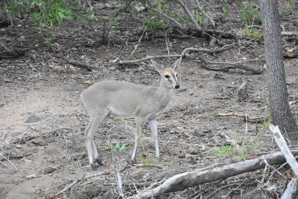 Sylvicapra grimmia caffra, Kruger National Park, ZA-MP-EH, ZA-MP, ZA, by Justin Ponder