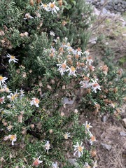 Diplostephium ericoides