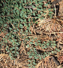 Euphorbia prostrata