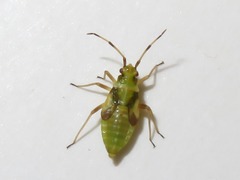 Dryophilocoris flavoquadrimaculatus