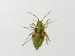 Dryophilocoris flavoquadrimaculatus