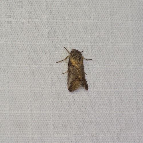 Aleptina inca photo 2