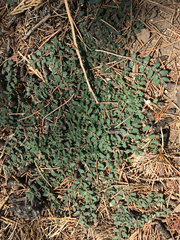 Euphorbia prostrata