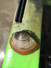 Utterbackiana suborbiculata