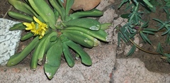 Glottiphyllum nelii