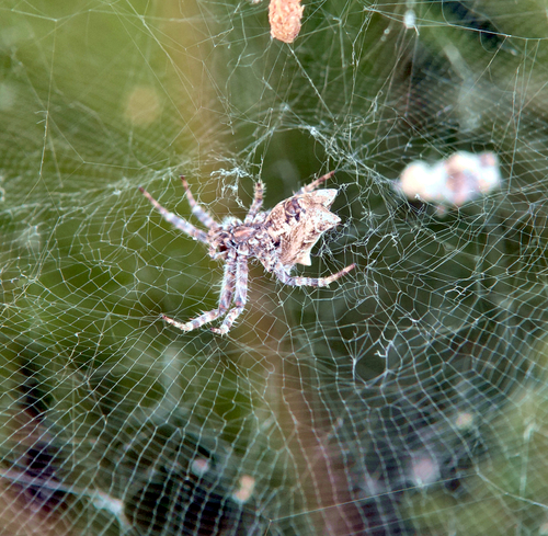 Tropical Tent-web Spider
