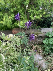 Aquilegia vulgaris
