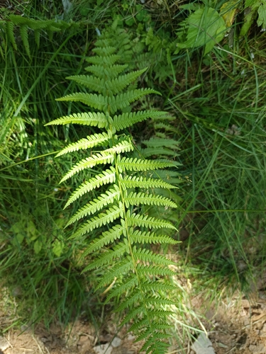 Lemon-scented Fern