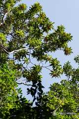 Arbutus canariensis