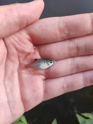 Rhodeus sinensis