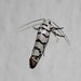 Ladder-backed Ethmia Moth - Photo (c) Juan Cruzado Cortés, some rights reserved (CC BY-SA), uploaded by Juan Cruzado Cortés
