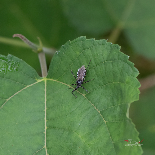 Sphedanolestes impressicollis