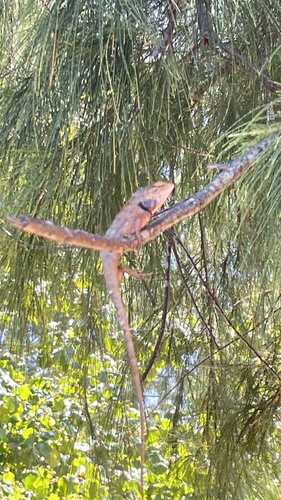Thai Garden Lizard