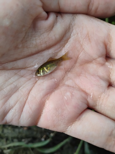 Goldfish