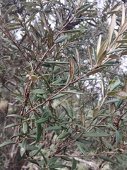 Pittosporum bicolor, photograph (c) Bee, some rights reserved (CC BY)