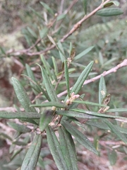 Pittosporum bicolor, photograph (c) Bee, some rights reserved (CC BY)