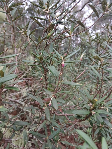 Pittosporum bicolor, photograph 6