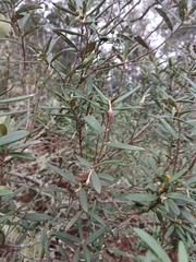 Pittosporum bicolor, photograph (c) Bee, some rights reserved (CC BY)