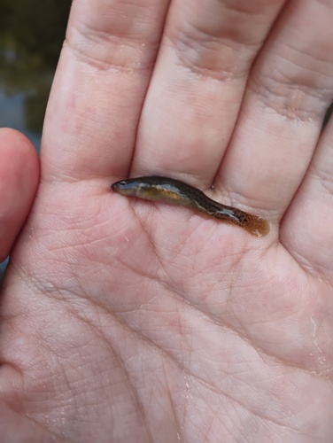Lefua costata