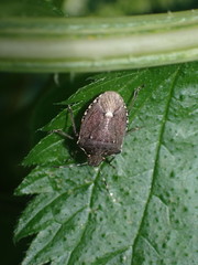 Holcostethus albipes