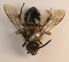 Melecta albifrons