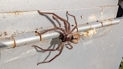 Mountain Huntsman