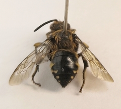 Melecta albifrons