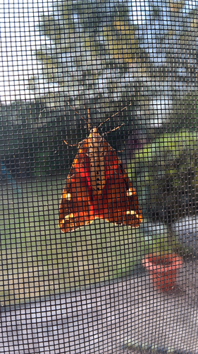 Jersey Tiger