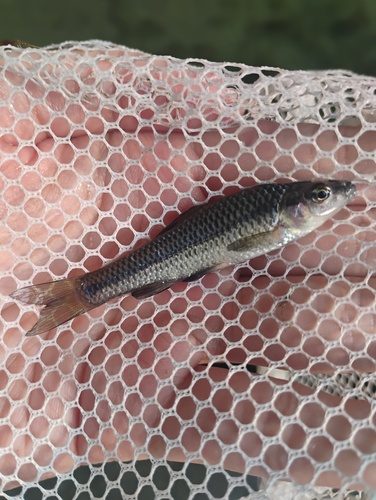 Topmouth Gudgeon