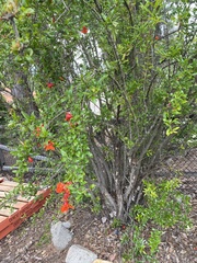 Bouvardia ternifolia