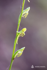 Habenaria tridactylites