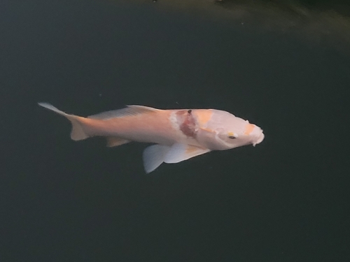 Amur Carp