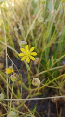Blennosperma bakeri