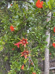 Bouvardia ternifolia