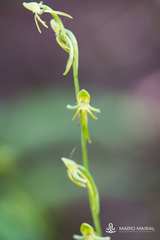 Habenaria tridactylites