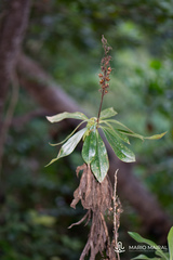 Digitalis canariensis