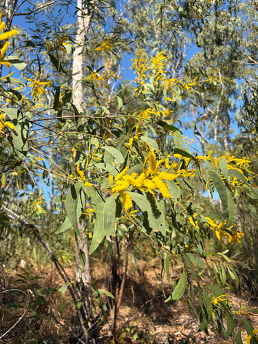 Acacia difficilis, 2026-07-21