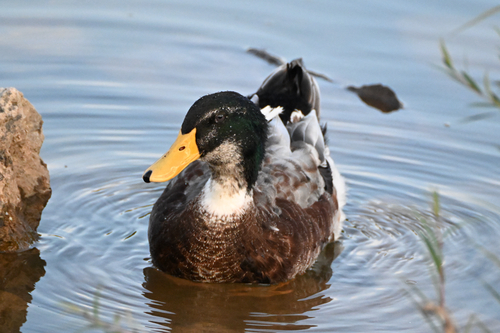 Domestic Mallard