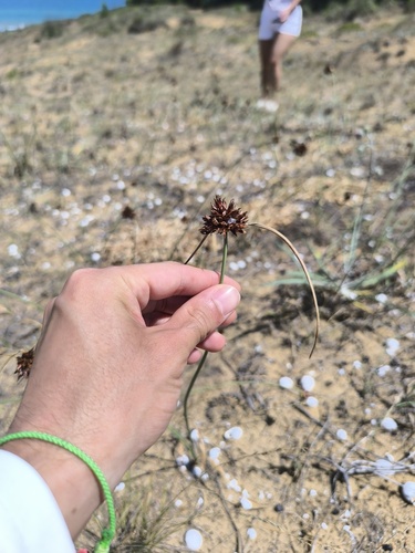 Cyperus capitatus, photograph 2