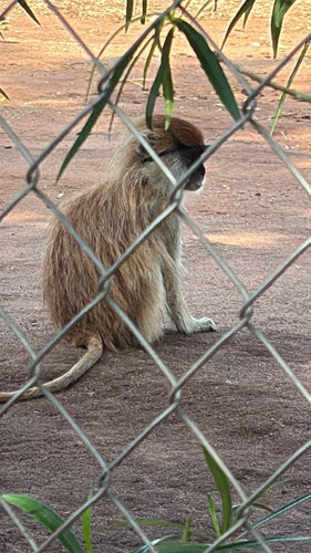 Patas Monkey