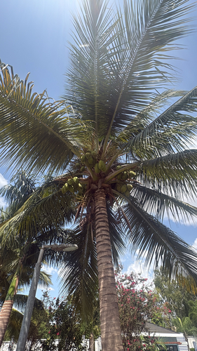 coconut palm