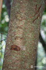 Laurus novocanariensis